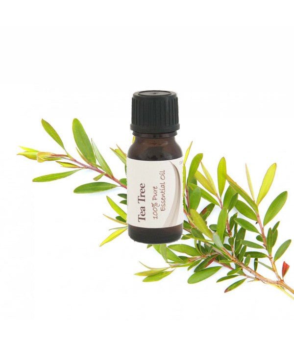 Viola Essential Oil - Tea Tree 12ml